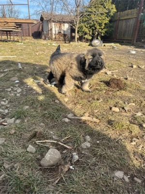 Catel ciobanesc caucazian - imagine 5