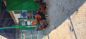 gaini rasa ,welssumer ,wiandote ,gsg - imagine 2