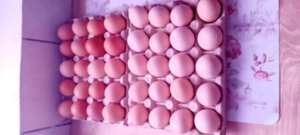 gaini rasa ,welssumer ,wiandote ,gsg