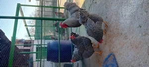 gaini rasa ,welssumer ,wiandote ,gsg - imagine 4