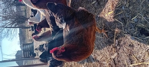 gaini rasa ,welssumer ,wiandote ,gsg - imagine 3