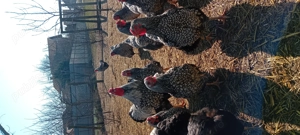 gaini rasa ,welssumer ,wiandote ,gsg - imagine 5