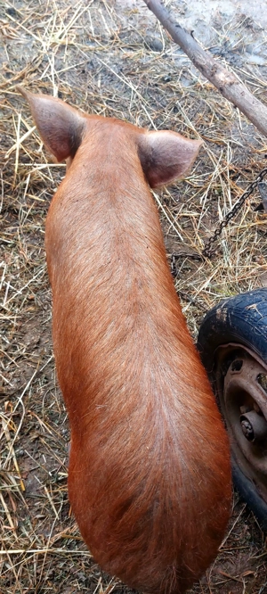 Vând 2 godini  șoldani DUROC 50-55 kg bucata