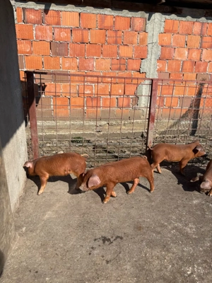 Scrofite Duroc x Pietrain  - imagine 2