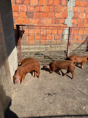 Scrofite Duroc x Pietrain  - imagine 4