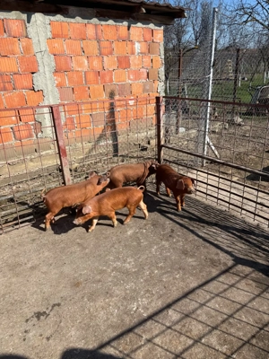 Scrofite Duroc x Pietrain  - imagine 5