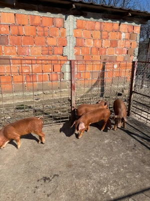 Scrofite Duroc x Pietrain  - imagine 3