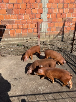 Scrofite Duroc x Pietrain 