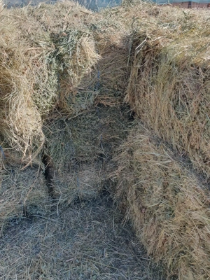 Vând baloți de lucernă cu fân