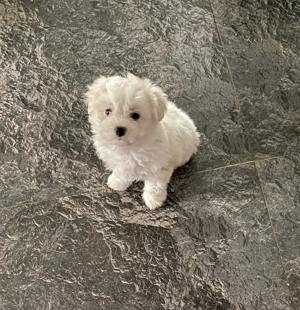 Vand bichonel maltez toy baietel 6 saptamani