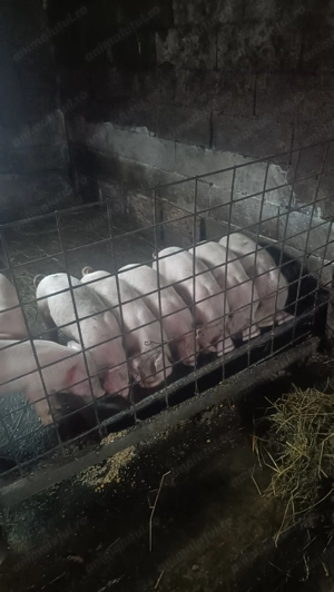 Purcei landrace monta Biagen Bistrița  înțărcați  - imagine 2