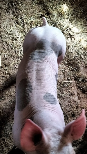 Vieruț pentru reproducere din rasa Petrean Belgian. - imagine 2