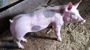 Vieruț pentru reproducere din rasa Petrean Belgian. - imagine 3