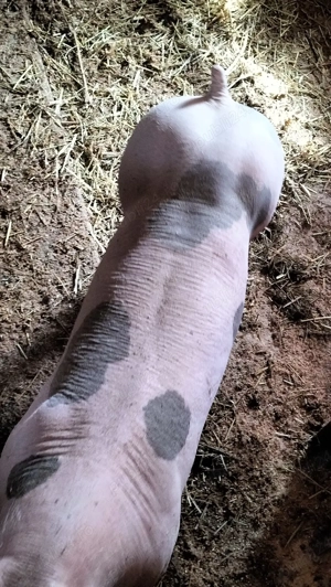 Vieruț pentru reproducere din rasa Petrean Belgian.