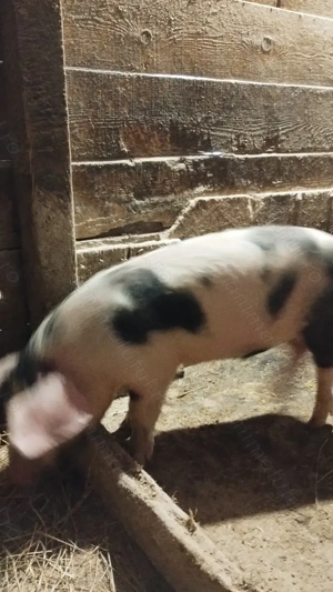 Vând șoldani la 40 kg 