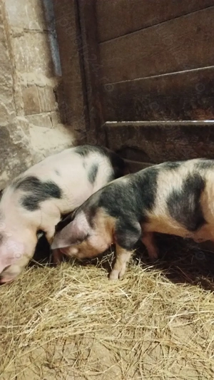 Vând șoldani la 40 kg  - imagine 3