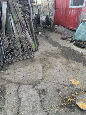 Vand oi, berbeci, miei toate Rasa Romanov - imagine 2