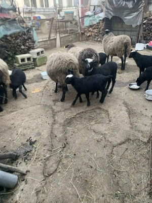 Vand oi, berbeci, miei toate Rasa Romanov - imagine 3