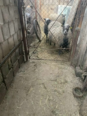 Vand oi, berbeci, miei toate Rasa Romanov