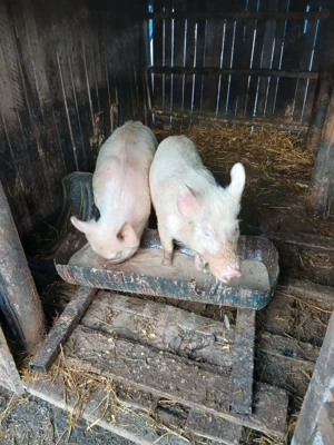 Purcei de vânzare, crescuți bio - imagine 2