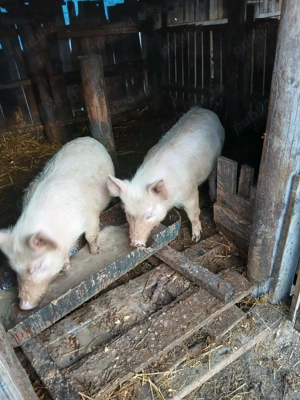 Purcei de vânzare, crescuți bio - imagine 3