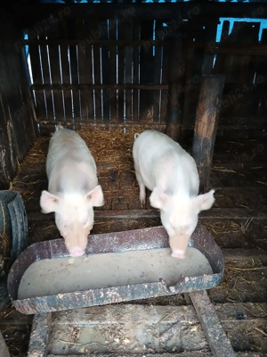 Purcei de vânzare, crescuți bio