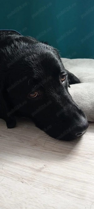 Donez labrador mascul - imagine 3