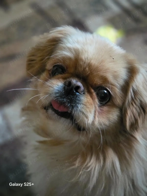 Ofer servicii în calitate de șofer personal