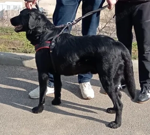 Donez labrador mascul - imagine 2