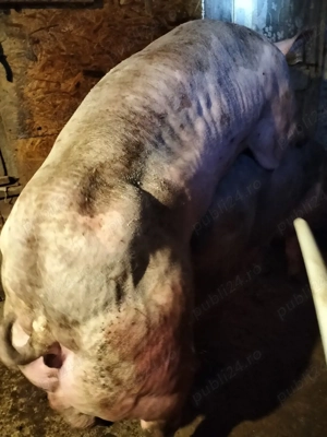 Vieruț pentru reproducere din rasa Petrean Belgian. - imagine 5