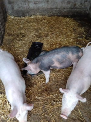 Vând purcei  - imagine 2