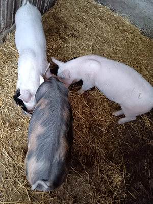 Vând purcei  - imagine 4