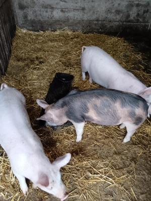 Vând purcei  - imagine 3