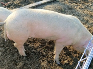 vierus vier vieri vierusi scroafa scrofita albi 10 luni - imagine 3