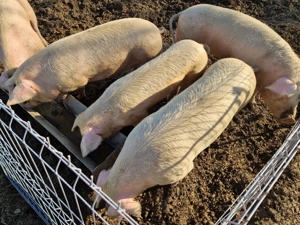 vierus vier vieri vierusi scroafa scrofita albi 10 luni