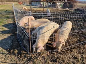 vierus vier vieri vierusi scroafa scrofita albi 10 luni - imagine 2