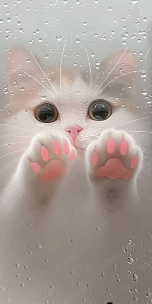 Pet sitting Sibiu   hrănesc animale la domiciliu