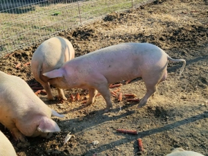 vierus vier vieri vierusi scroafa scrofita albi 10 luni - imagine 4