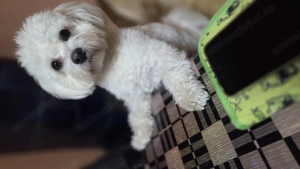 Băiețel frumos își caută iubită pe măsură.  - imagine 2