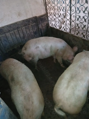 Vând 2 porci mascri  - imagine 2