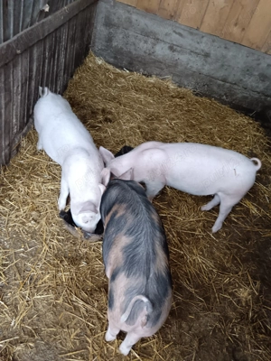 Vând purcei   - imagine 5