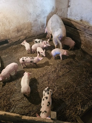 purcei de vnzare - imagine 3