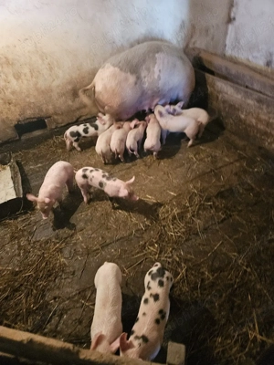 purcei de vnzare - imagine 2