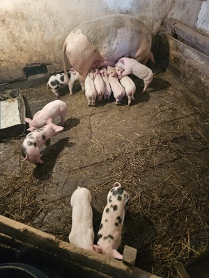 purcei de vnzare - imagine 4