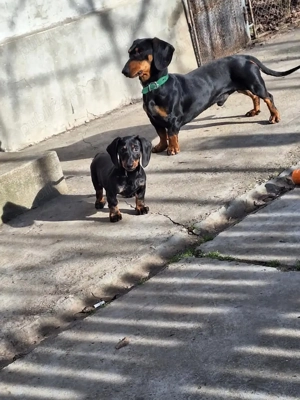 Disponibili 4 baietei rasa Teckel soricar  - imagine 3