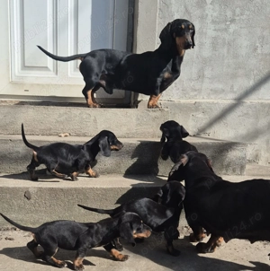 Disponibili 4 baietei rasa Teckel soricar  - imagine 2