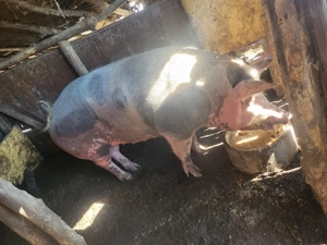 De vanzare scroafa de 300kg - imagine 2