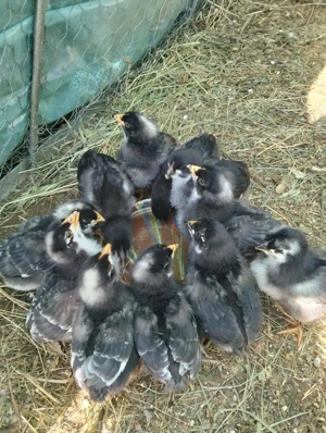 vand pui australorp si pestriti 