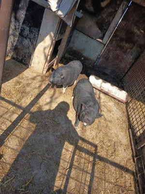 Porci vietnamez - imagine 2