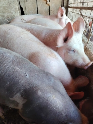 Suldei pietran cu landras